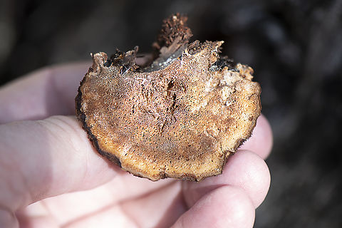 Bracket Fungus Under  Australia,Fall,Geotagged