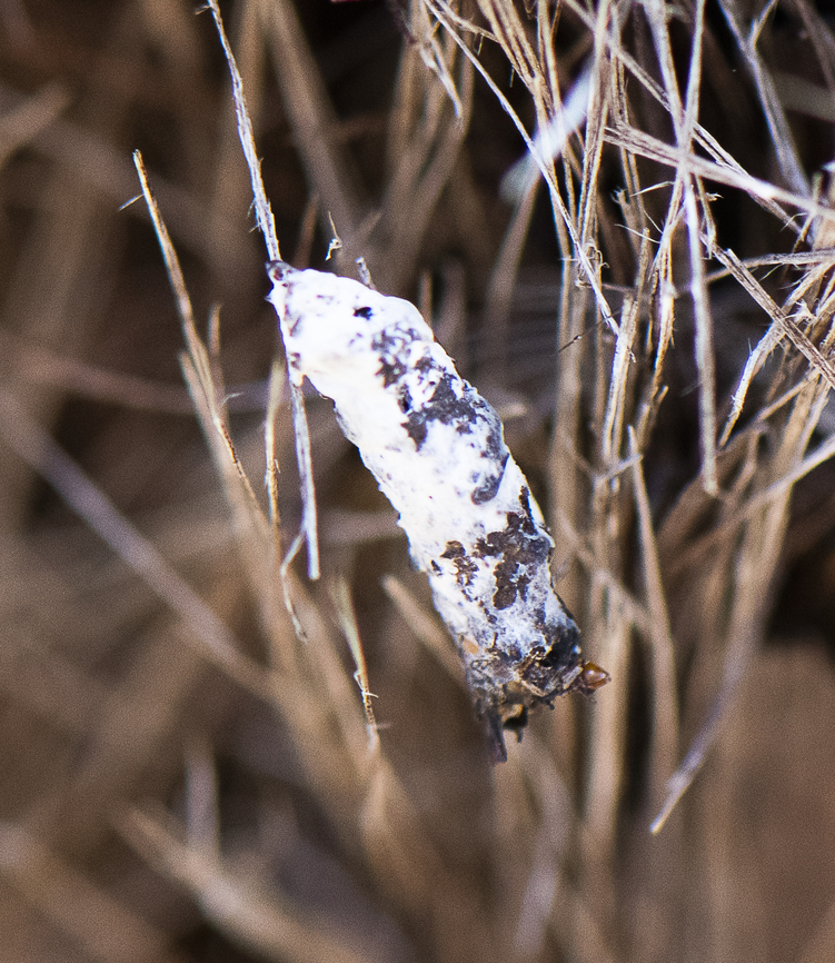 Unknown Pupa  Australia,Fall,Geotagged