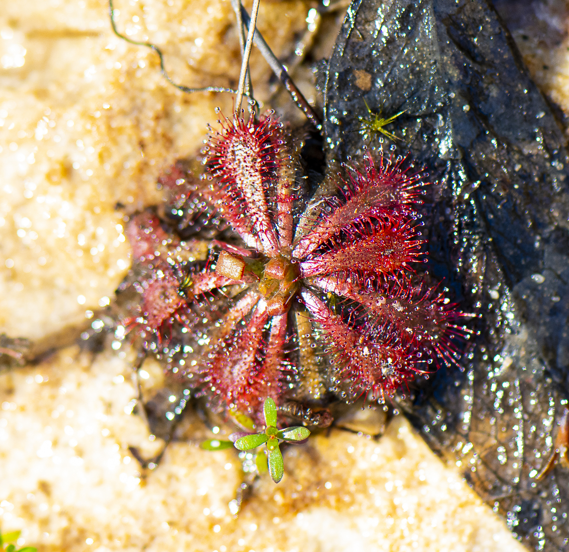 Drosera Spatulata  Australia,Drosera spatulata,Fall,Geotagged,Spoon-leaved sundew