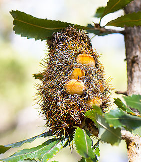 New Seed pods on Old Man Banksia  Australia,Banksia serrata,Fall,Geotagged,Saw banksia