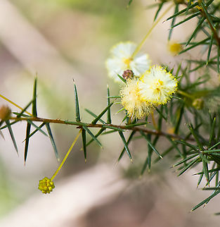 Acacia pulchella - Prickly Moses  Acacia pulchella - Prickly Moses,Australia,Fall,Geotagged