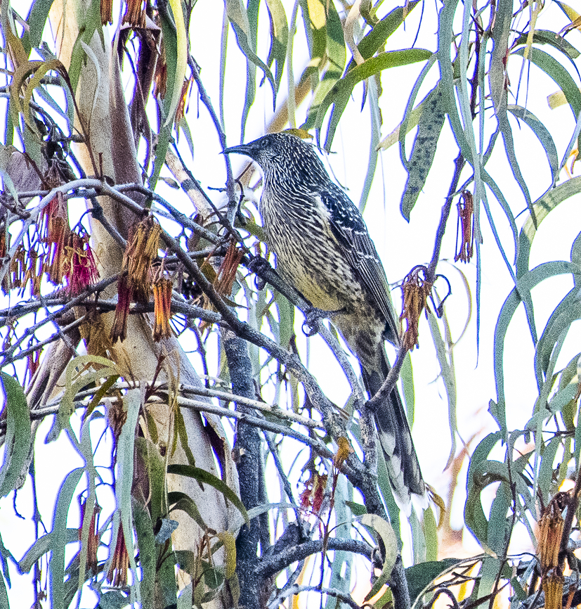 Little Wattle Bird - Anthochaera chrysoptera A very loud and gregarious bird Anthochaera chrysoptera,Australia,Fall,Geotagged,Little wattlebird
