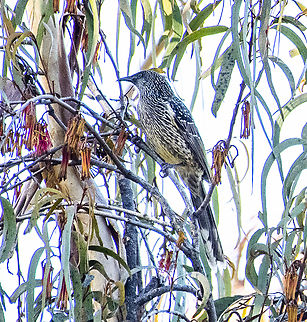 Little Wattle Bird - Anthochaera chrysoptera A very loud and gregarious bird Anthochaera chrysoptera,Australia,Fall,Geotagged,Little wattlebird