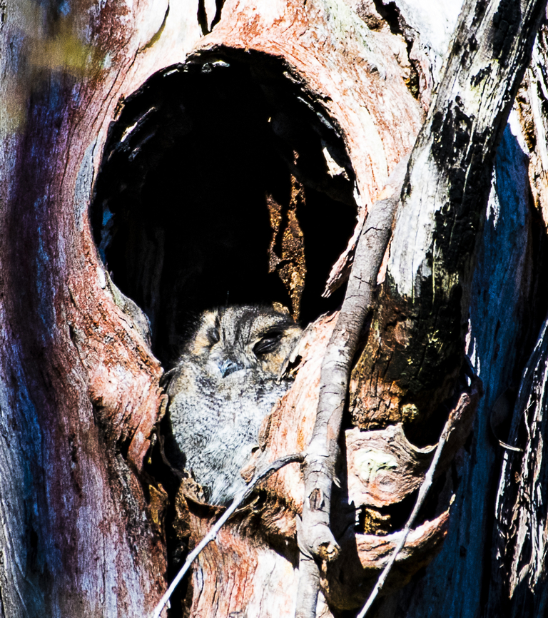 Australian Owlet-Nightjar - Aegotheles cristatus  Aegotheles cristatus,Australia,Australian Owlet-nightjar,Fall,Geotagged