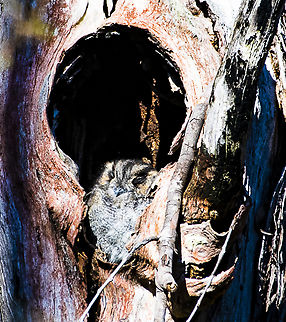 Australian Owlet-Nightjar - Aegotheles cristatus  Aegotheles cristatus,Australia,Australian Owlet-nightjar,Fall,Geotagged