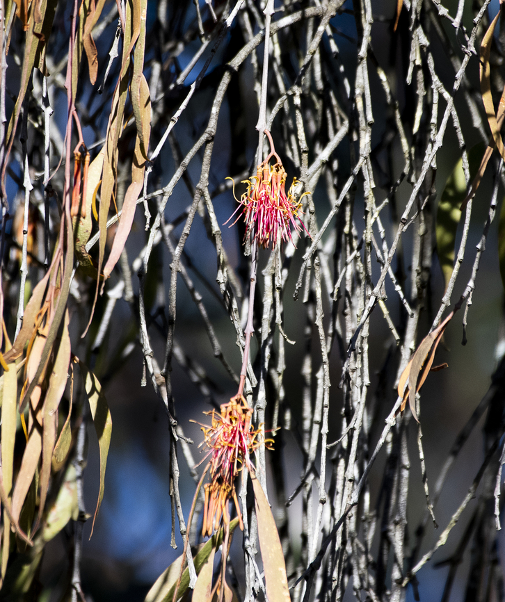 Mistletoe flower  Amyema preissii,Australia,Fall,Geotagged,Wireleaf Mistletoe
