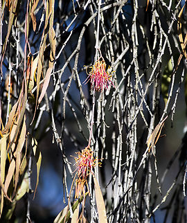 Mistletoe flower  Amyema preissii,Australia,Fall,Geotagged,Wireleaf Mistletoe