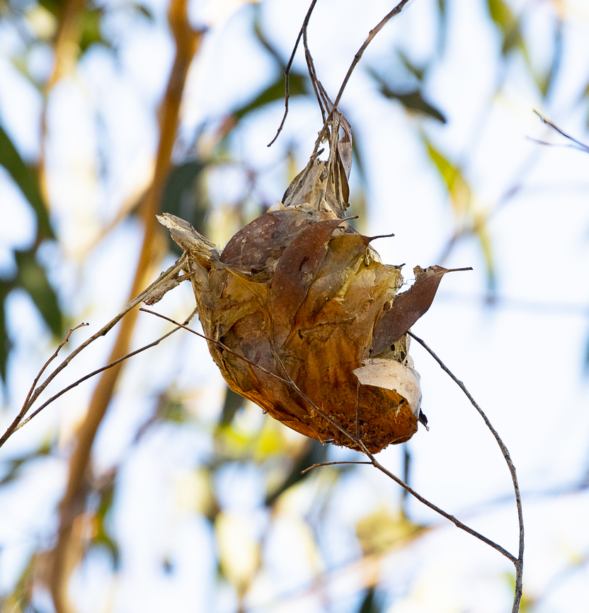Hanging nest - mistletoe bird  Australia,Dicaeum hirundinaceum,Fall,Geotagged,Mistletoebird