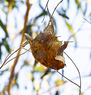 Hanging nest - mistletoe bird  Australia,Dicaeum hirundinaceum,Fall,Geotagged,Mistletoebird