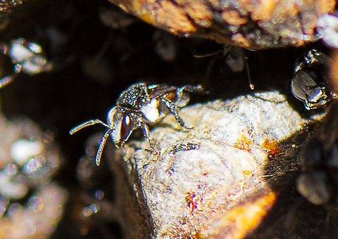 Tetragonula  carbonaria - stingless bee  Australia,Charcoal Stingless Bee,Fall,Geotagged,Tetragonula carbonaria