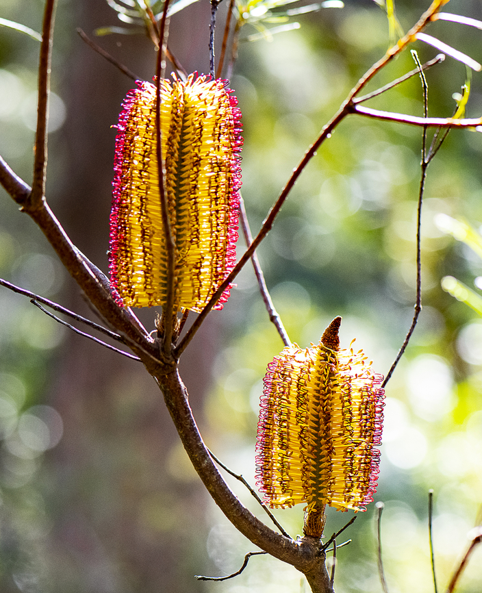 Banksia Spinulosa  Australia,Banksia spinulosa,Fall,Geotagged,Hairpin Banksia