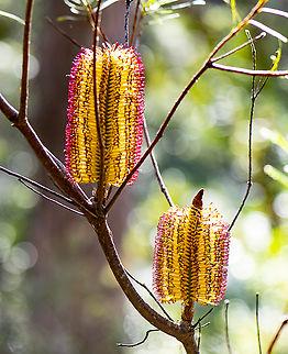 Banksia Spinulosa  Australia,Banksia spinulosa,Fall,Geotagged,Hairpin Banksia