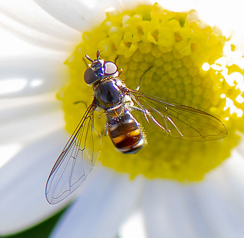 Hoverfly - Melangyna sp.  Australia,Fall,Geotagged