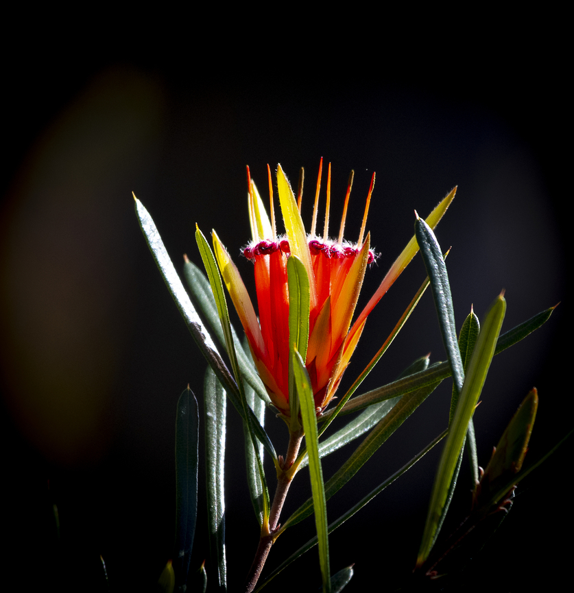 Luminous Lambertia - Mountain Devil  Australia,Fall,Geotagged,Lambertia formosa,Mountain Devil