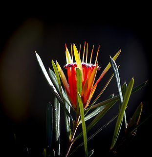 Luminous Lambertia - Mountain Devil  Australia,Fall,Geotagged,Lambertia formosa,Mountain Devil