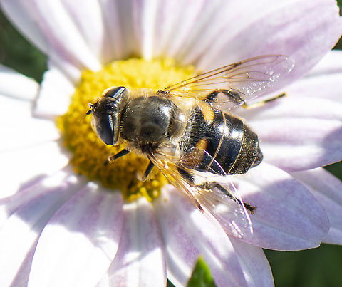 Common Drone Fly - Eristalis tenax  Australia,Common Drone Fly,Eristalis tenax,Geotagged,Winter