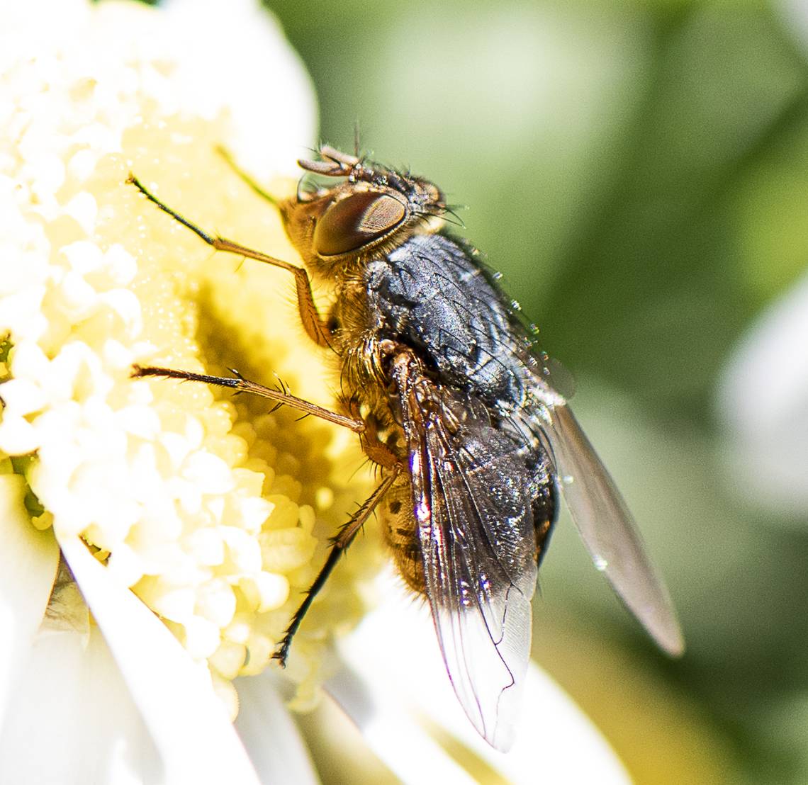 Lesser Brown Blowfly - Calliphora augur  Australia,Calliphora augur,Fall,Geotagged