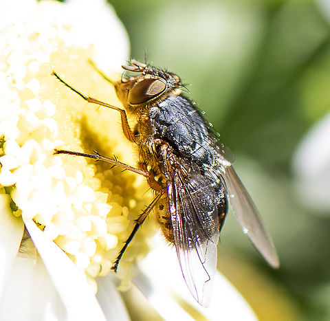 Lesser Brown Blowfly - Calliphora augur  Australia,Calliphora augur,Fall,Geotagged