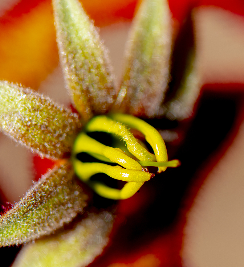 Red Kangaroo Paw  Anigozanthos rufus,Australia,Fall,Geotagged,Red Kangaroo Paw