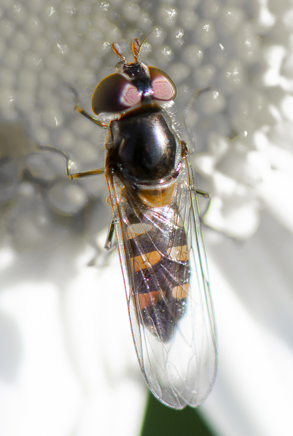 Common hover fly  Australia,Common Halfband,Fall,Geotagged,Melangyna viridiceps