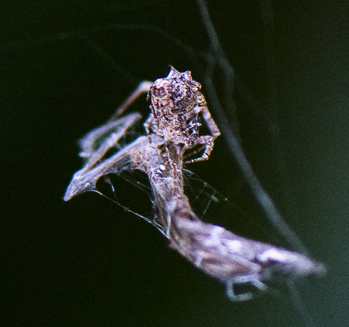 It's a wrap - Orb weaver  Australia,Fall,Geotagged