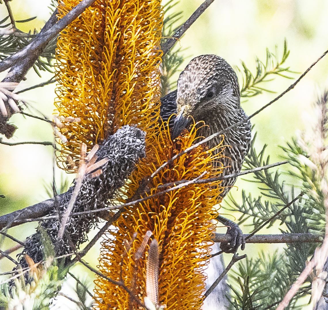 Little Wattlebird in Banksia Ericiifolia  Anthochaera chrysoptera,Australia,Fall,Geotagged,Little wattlebird