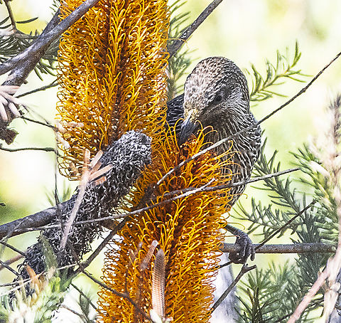 Little Wattlebird in Banksia Ericiifolia  Anthochaera chrysoptera,Australia,Fall,Geotagged,Little wattlebird