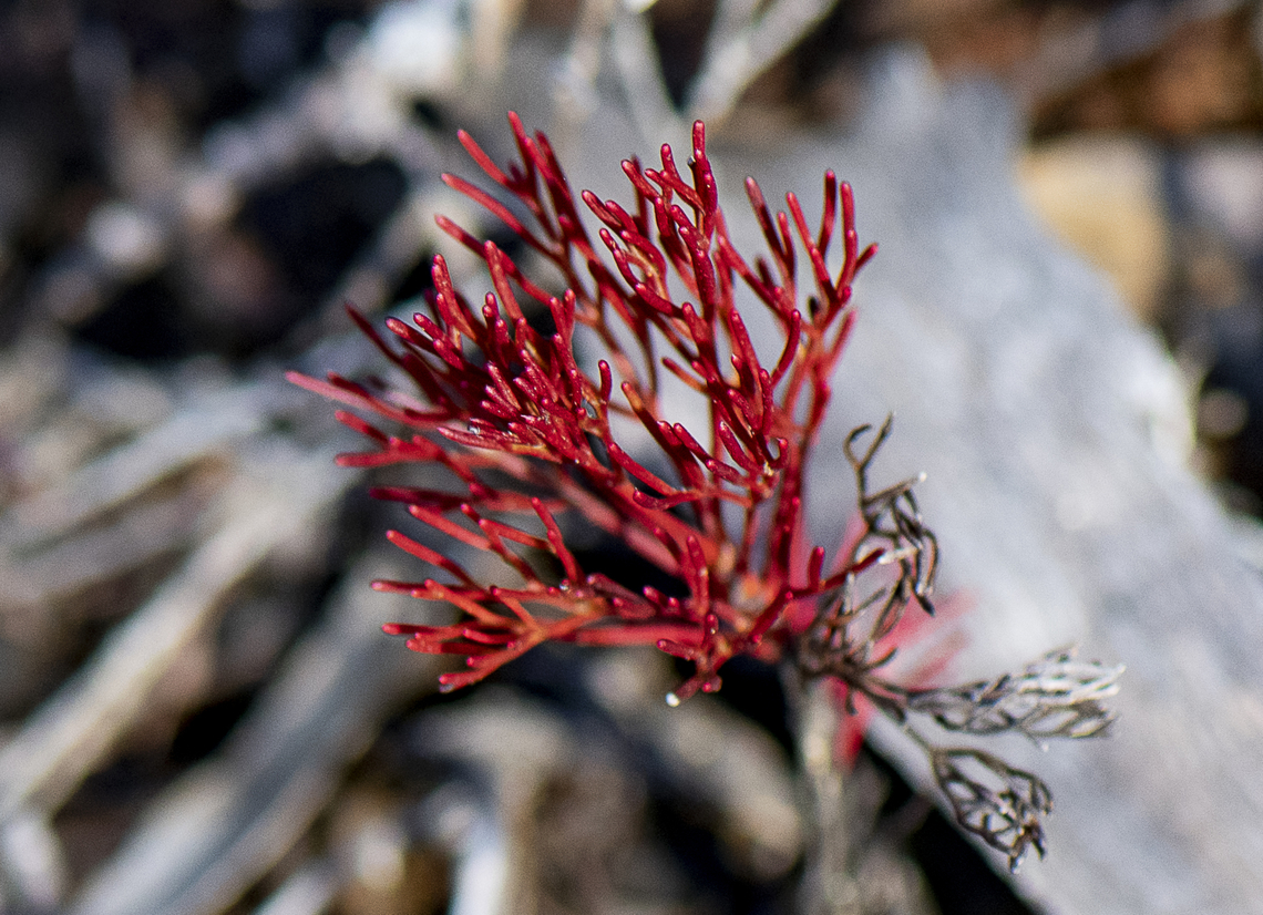 Red Branched Wet area plant  Australia,Fall,Geotagged