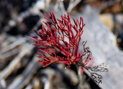 Red Branched Wet area plant  Australia,Fall,Geotagged