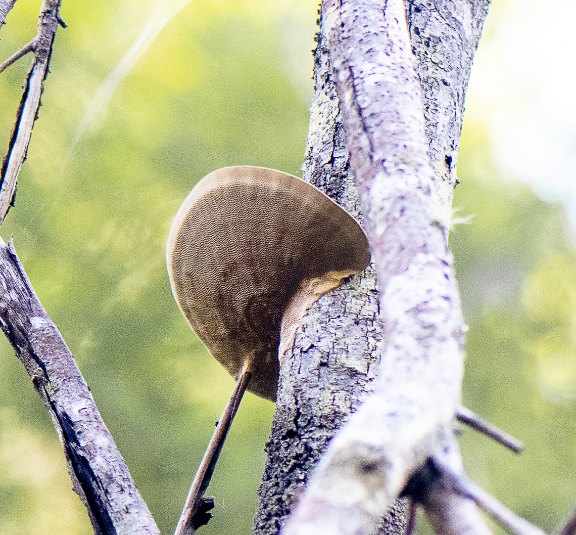 High bracket  Australia,Fall,Geotagged