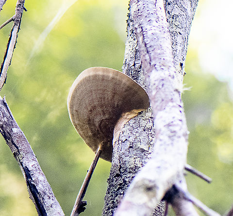 High bracket  Australia,Fall,Geotagged