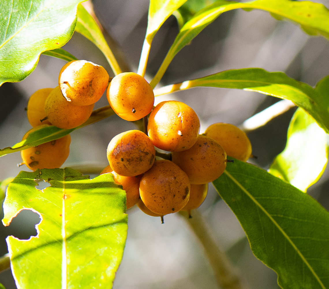 Sweet Pittospurum  Australia,Fall,Geotagged,Pittosporum undulatum