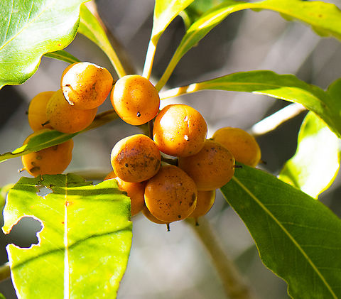 Sweet Pittospurum  Australia,Fall,Geotagged,Pittosporum undulatum