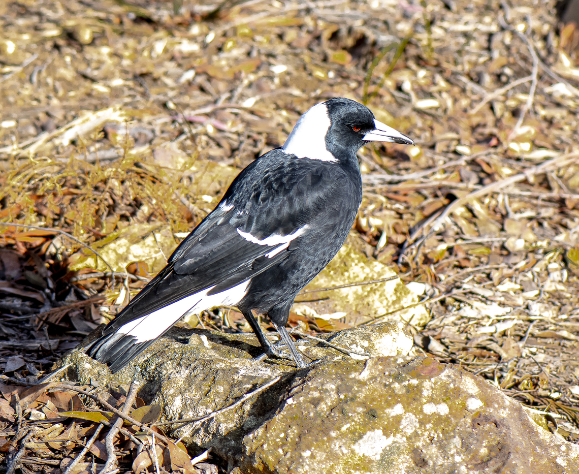 Rock On - Australian Magpie  Australia,Australian magpie,Geotagged,Gymnorhina tibicen,Winter