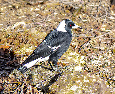 Rock On - Australian Magpie  Australia,Australian magpie,Geotagged,Gymnorhina tibicen,Winter