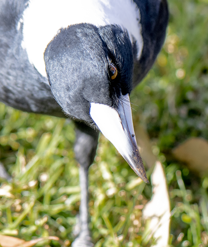 Taking a closer look - Australian Magpie  Australia,Australian magpie,Geotagged,Gymnorhina tibicen,Winter