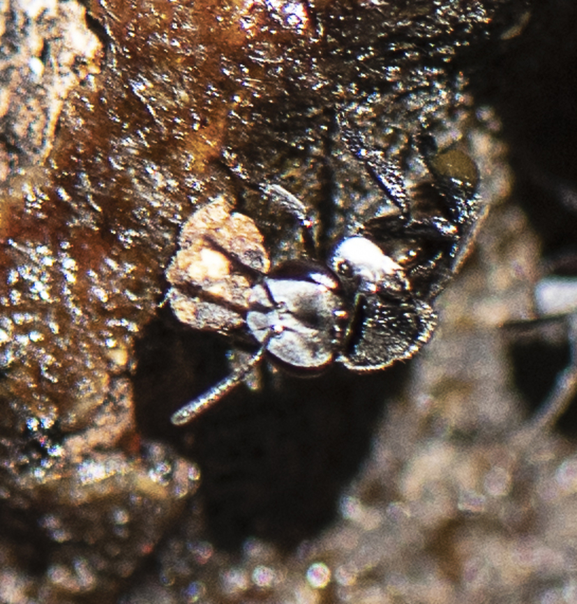 Clearing the nest - tetragonula carbonaria This native been seems to be clearing the nest. The whole area outside of the nest appears to be covered with a resin type substance. Australia,Charcoal Stingless Bee,Fall,Geotagged,Tetragonula carbonaria