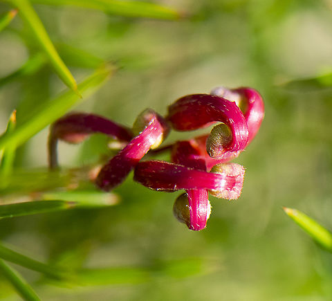 Hybrid Grevillea  Australia,Geotagged,Winter