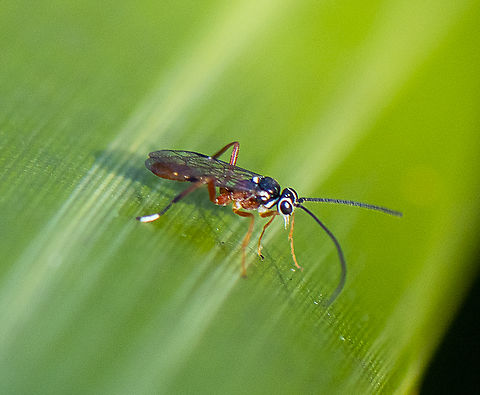 Ichneumon Wasp  Australia,Diplazon laetatorius,Geotagged,Hover Fly Parasite,Winter
