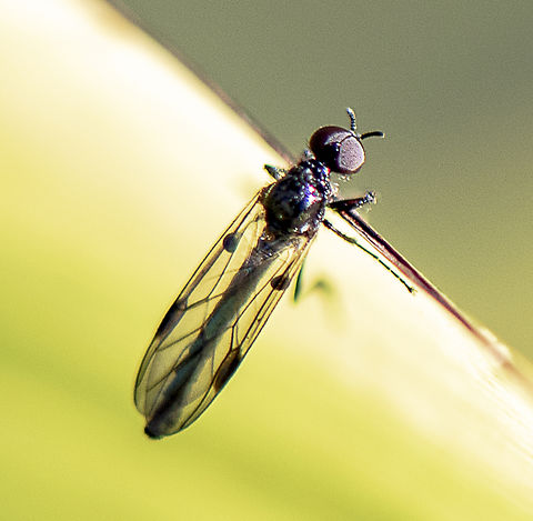 Bubble Leg March Fly  - Dilophus sp.  Australia,Geotagged,Winter