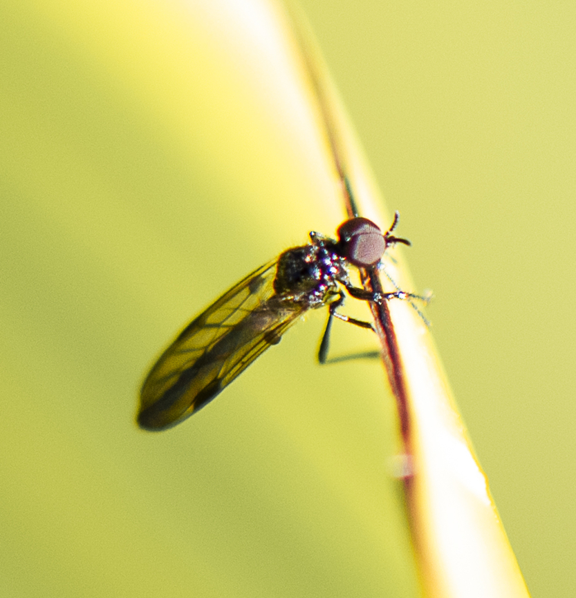 Bubble leg march fly - Dilophus sp.  Australia,Geotagged,Winter