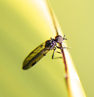 Bubble leg march fly - Dilophus sp.  Australia,Geotagged,Winter