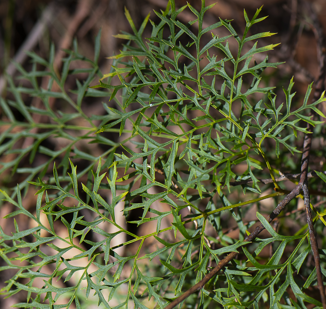 Lomatia tinctoria  Australia,Fall,Geotagged,Guitar plant,Lomatia tinctoria