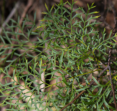 Lomatia tinctoria  Australia,Fall,Geotagged,Guitar plant,Lomatia tinctoria
