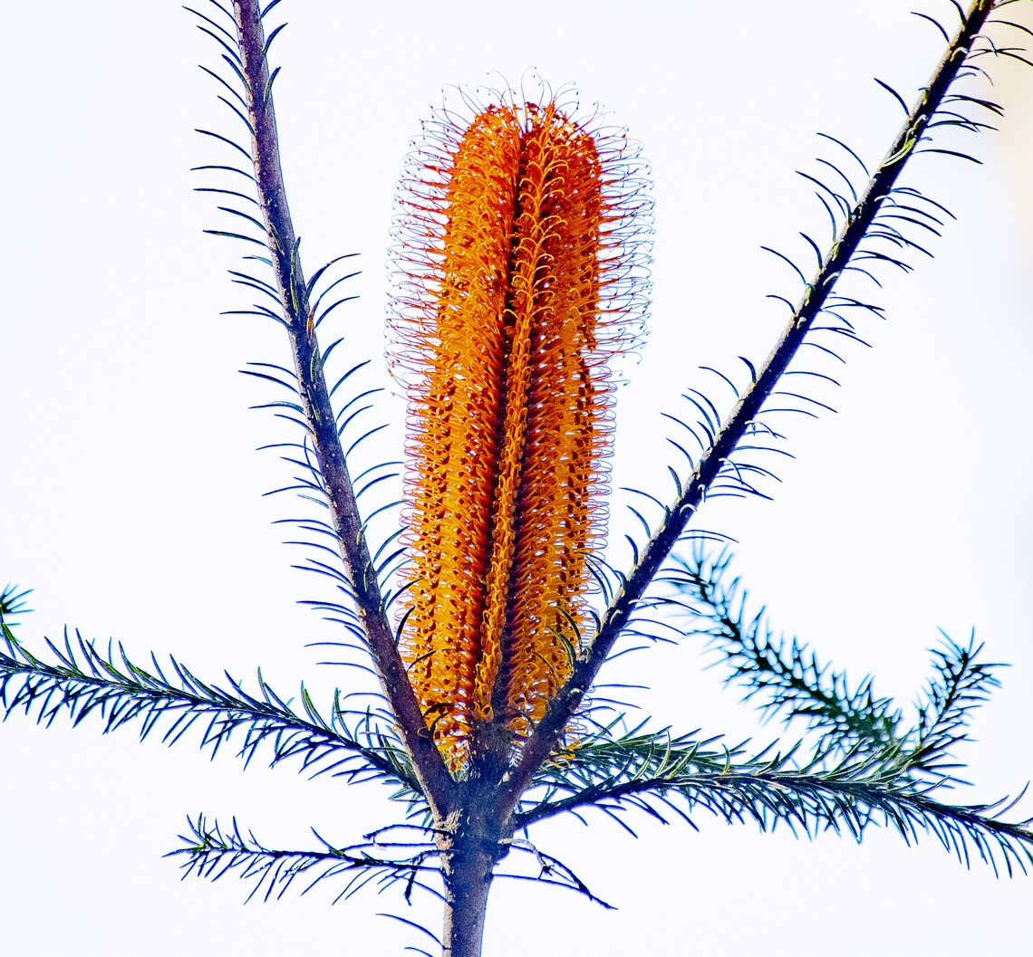 Banksia ericifolia  Australia,Banksia ericifolia,Fall,Geotagged,Heath-leaved Banksia