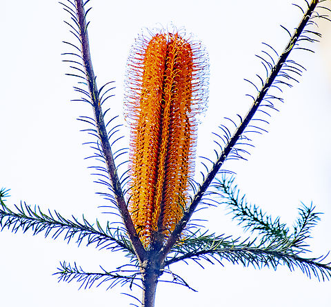 Banksia ericifolia  Australia,Banksia ericifolia,Fall,Geotagged,Heath-leaved Banksia