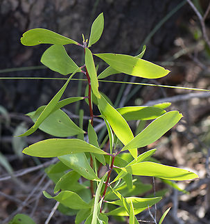 Broad leaved geebung  Australia,Broad-leaved geebung,Fall,Geotagged,Persoonia levis
