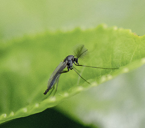 Large Non-biting Midge - Chironominae sp  Australia,Geotagged,Winter
