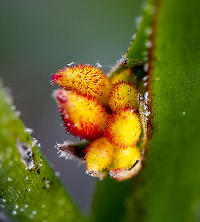 Emerging - Red kangaroo paw  Anigozanthos rufus,Australia,Geotagged,Red Kangaroo Paw,Winter
