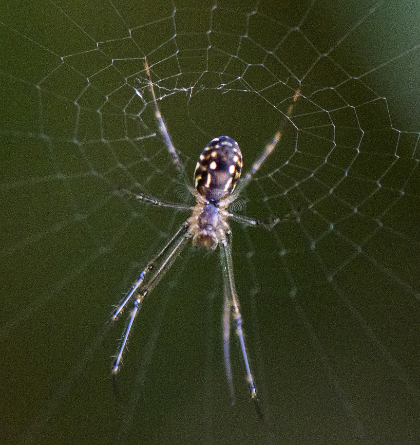 Leucage sp. - Long jawed orbweaver  Australia,Geotagged,Humped silver orb spider,Leucage granulata,Leucauge dromedaria,Leucauge granulata,Winter